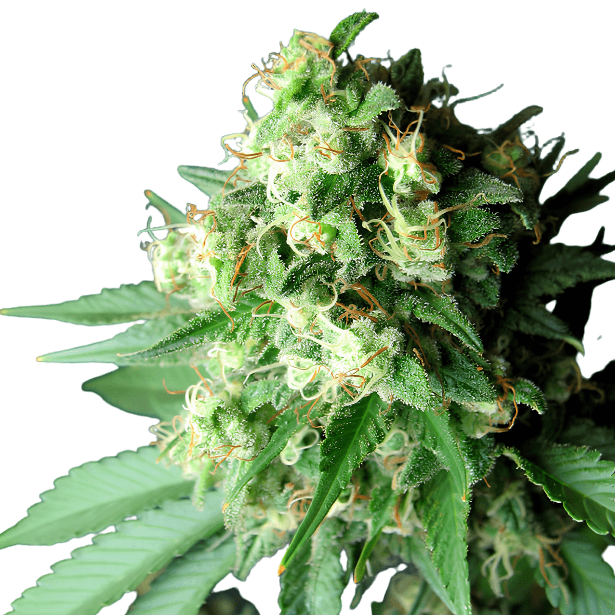 Med. Cannabis