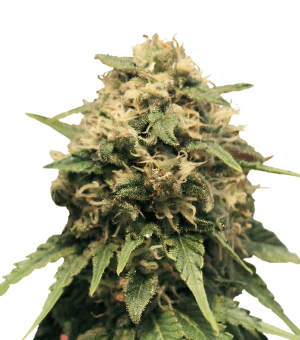 Med. Cannabis