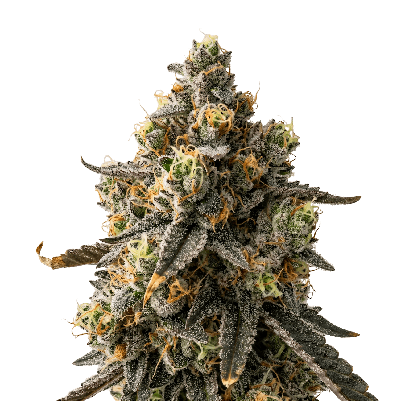 Med. Cannabis