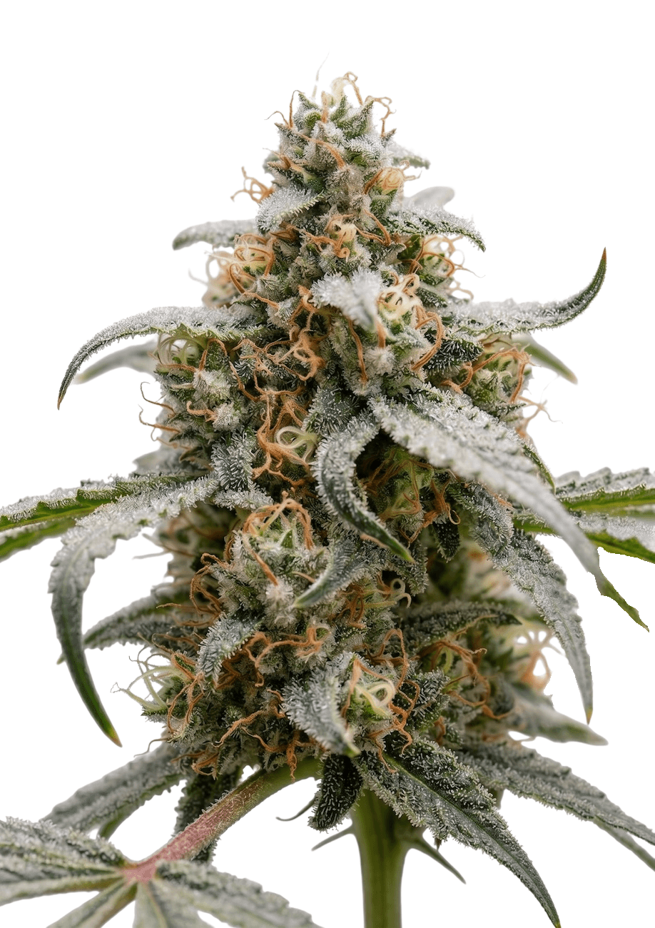 Med. Cannabis