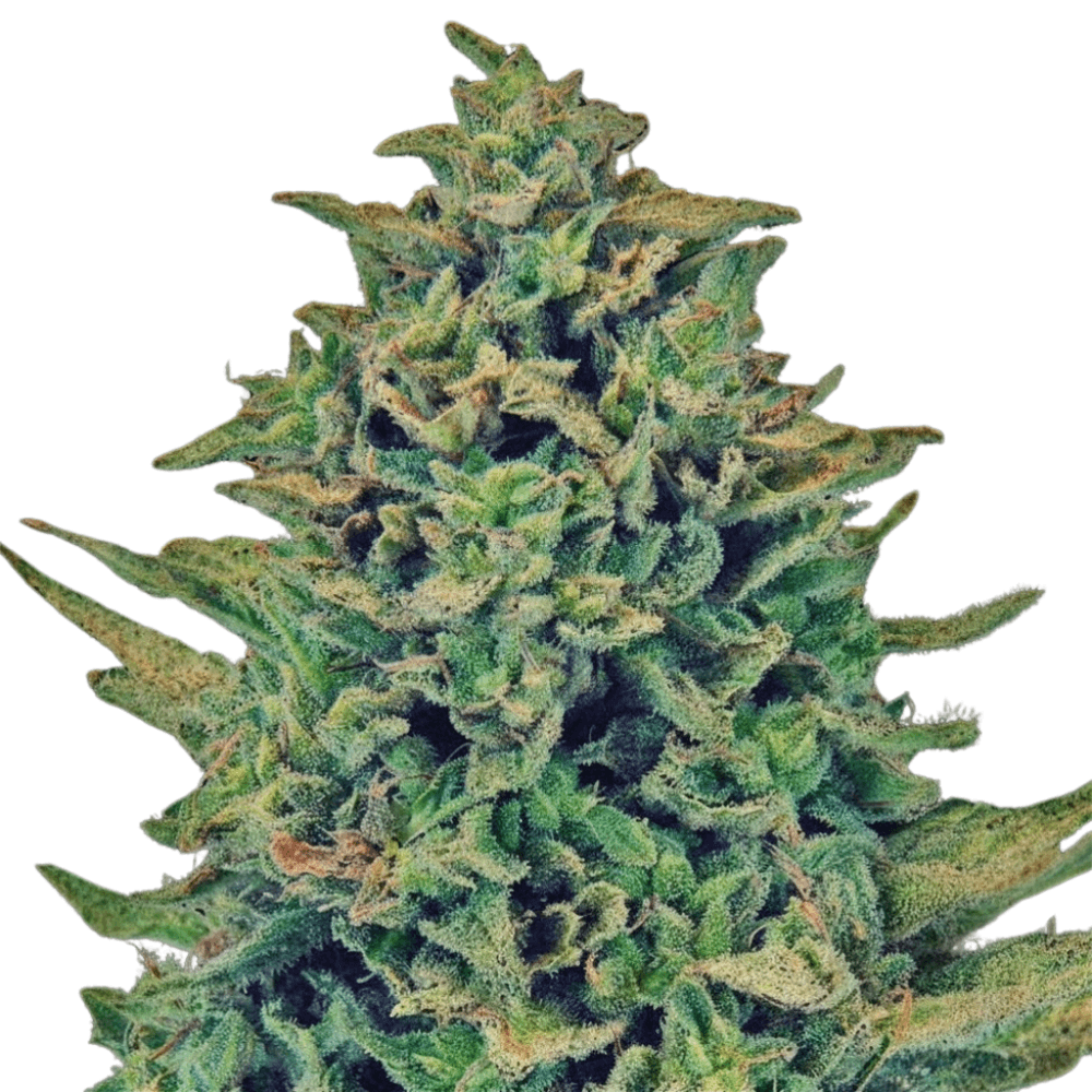 Med. Cannabis