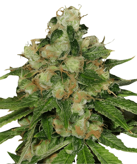 Cannabis der Sorte CBD Caramel