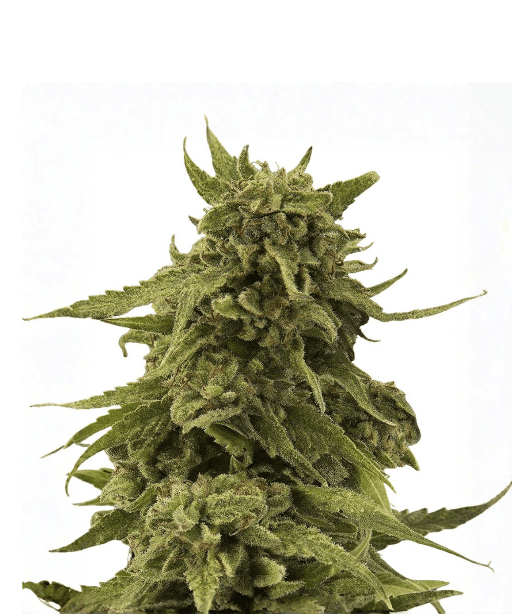 Med. Cannabis