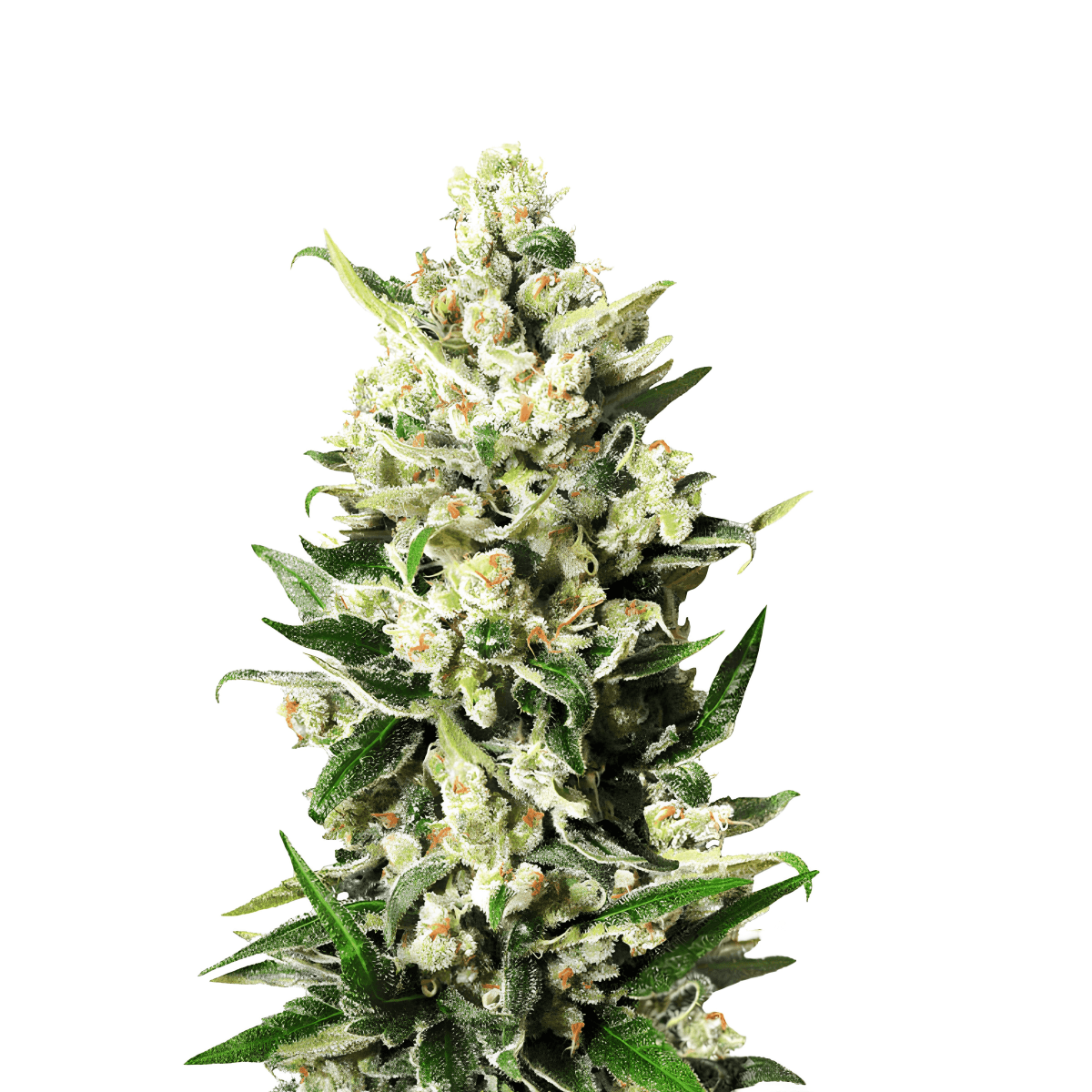 Cannabis der Sorte CBD Doctor x Cold Creek Kush