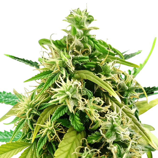 Med. Cannabis