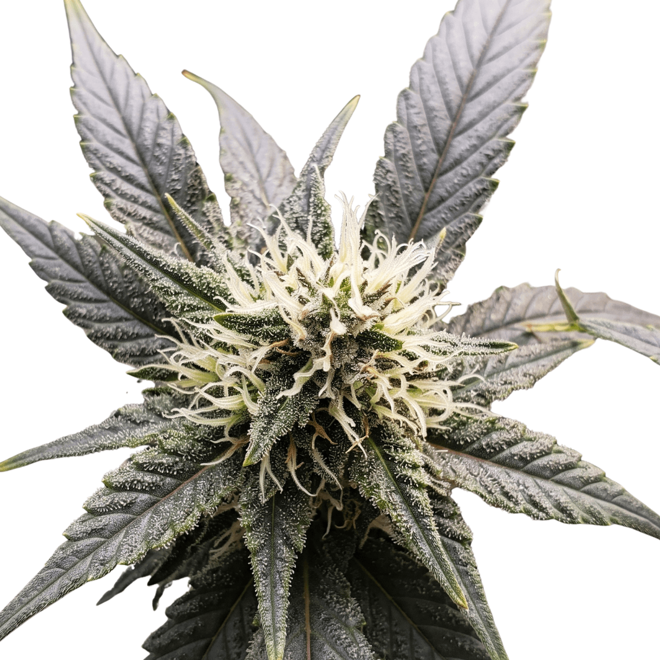 Med. Cannabis