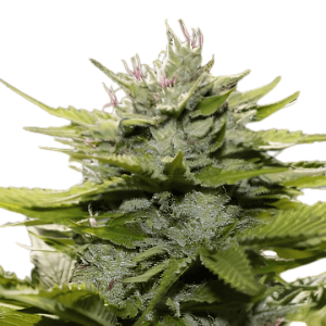 Med. Cannabis