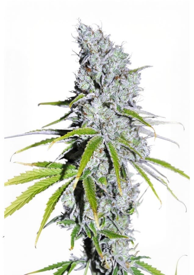 Med. Cannabis