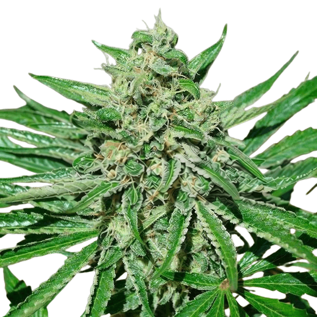 Cannabis der Sorte CBD Tonic