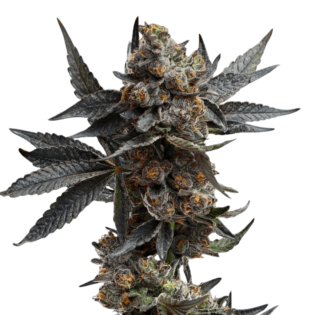 Med. Cannabis