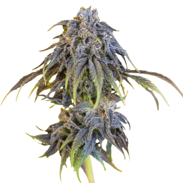 Cannabis der Sorte Cerezaz