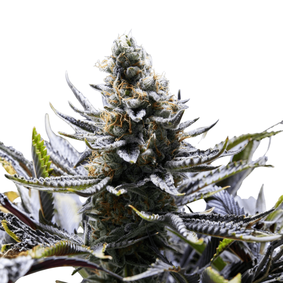 Med. Cannabis