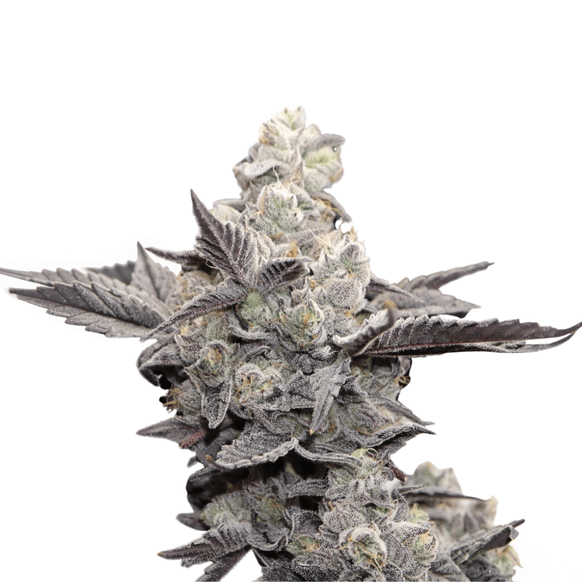 Cannabis der Sorte Chatterbox
