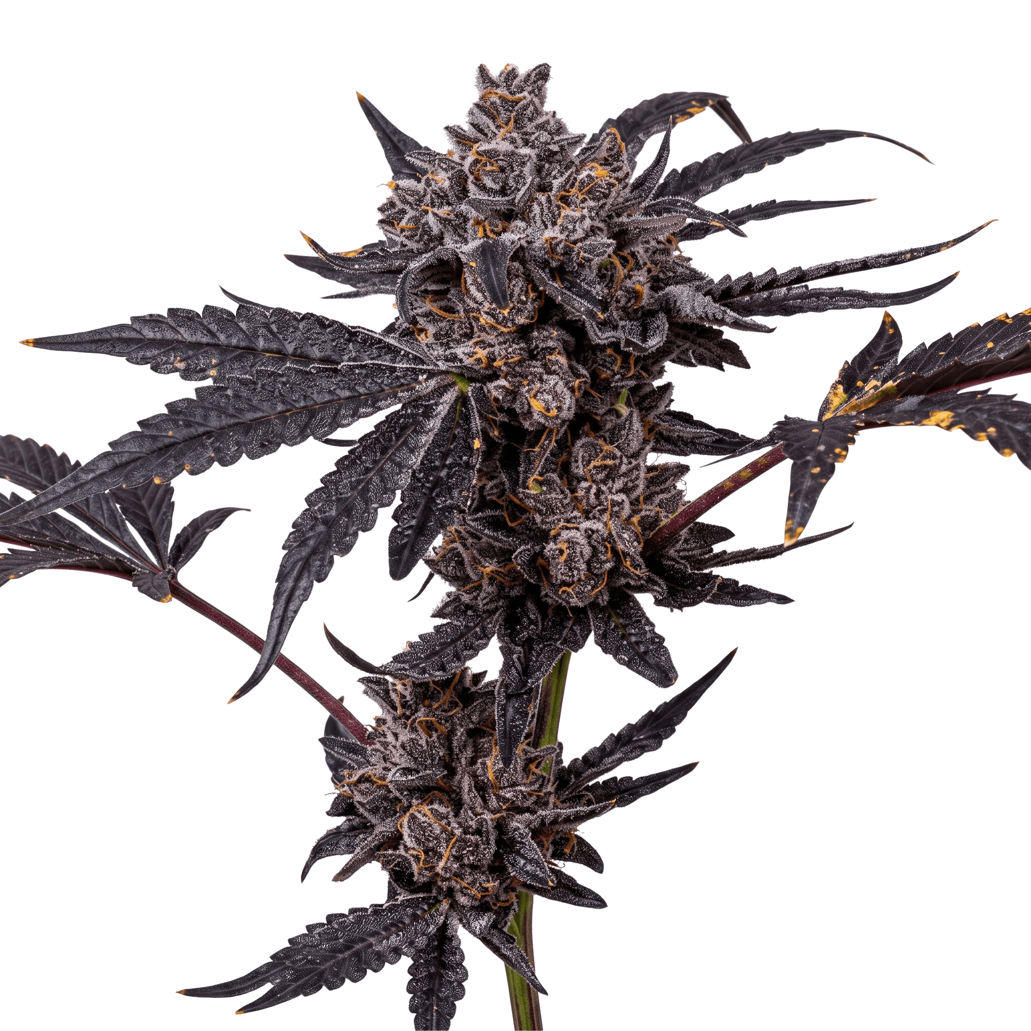 Med. Cannabis