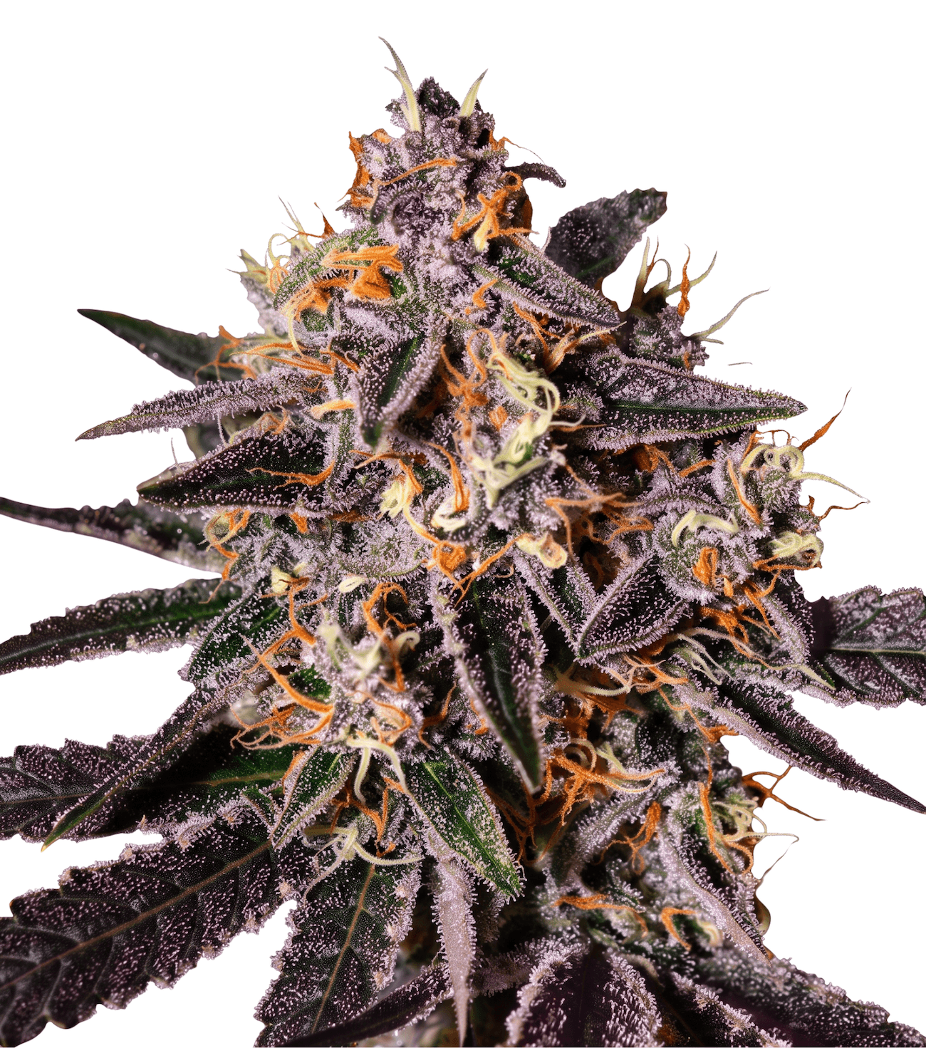 Cannabis der Sorte Cheese Quake