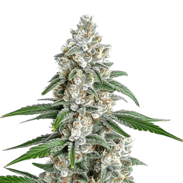 Med. Cannabis