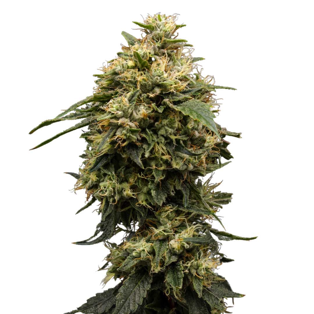 Cannabis der Sorte Chem de la Chem