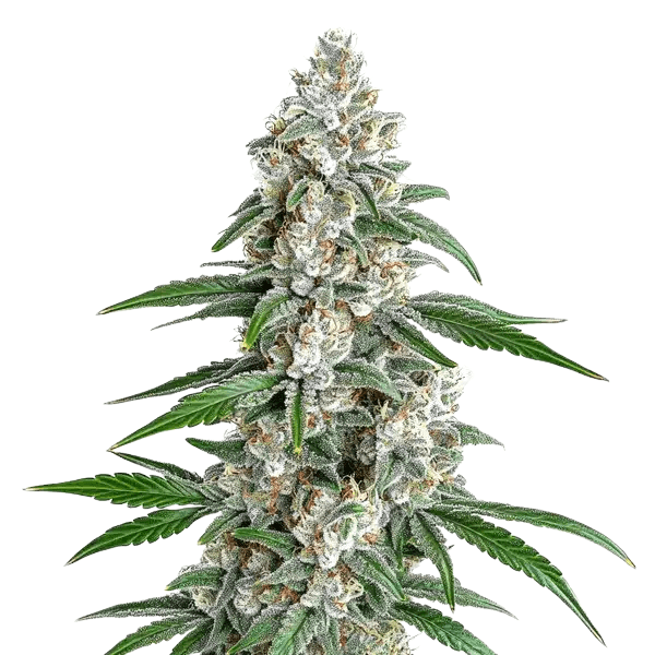 Med. Cannabis