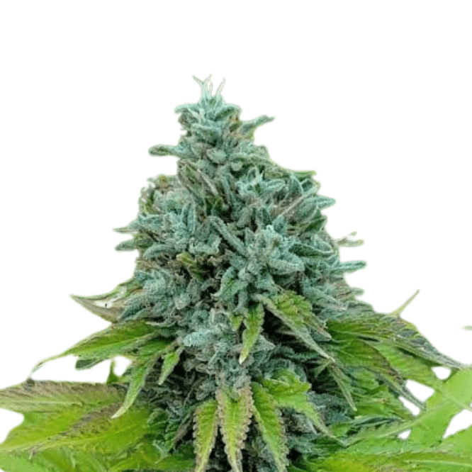 Cannabis der Sorte Chem91 x Hindu