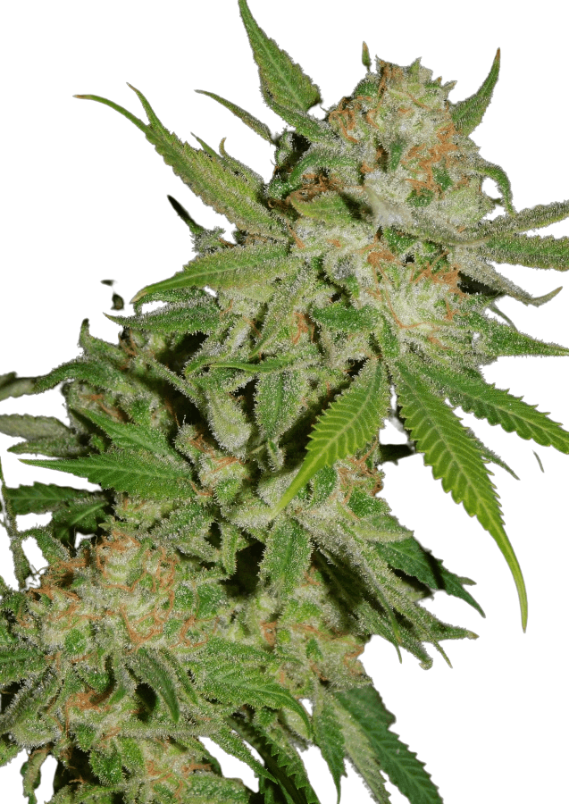 Cannabis der Sorte Chemdawg #4