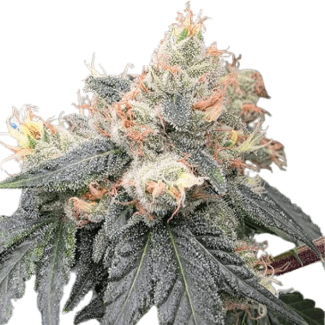 Med. Cannabis