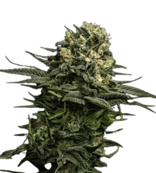 Med. Cannabis