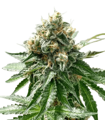 Med. Cannabis