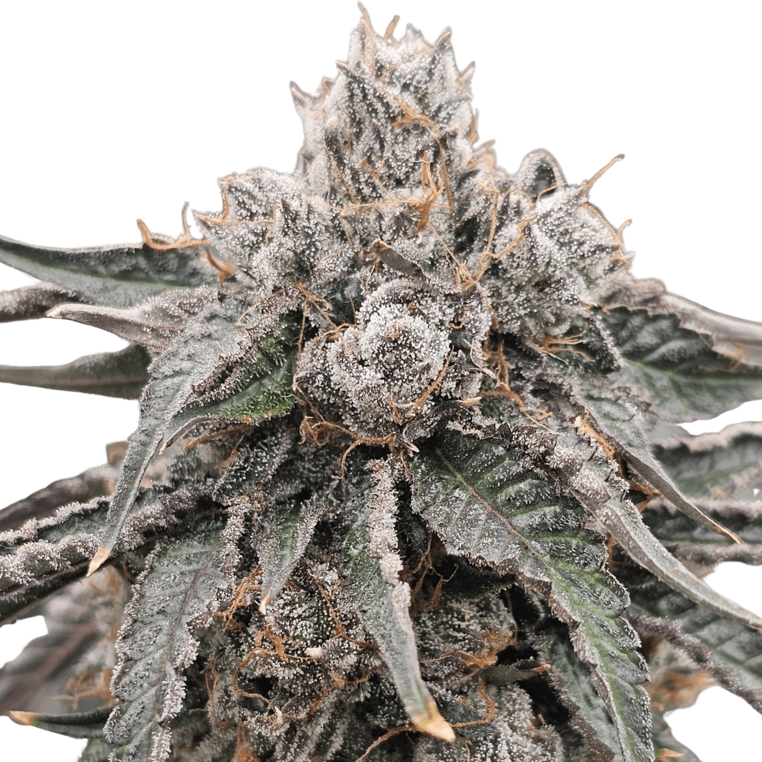 Med. Cannabis