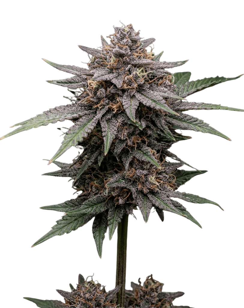 Med. Cannabis