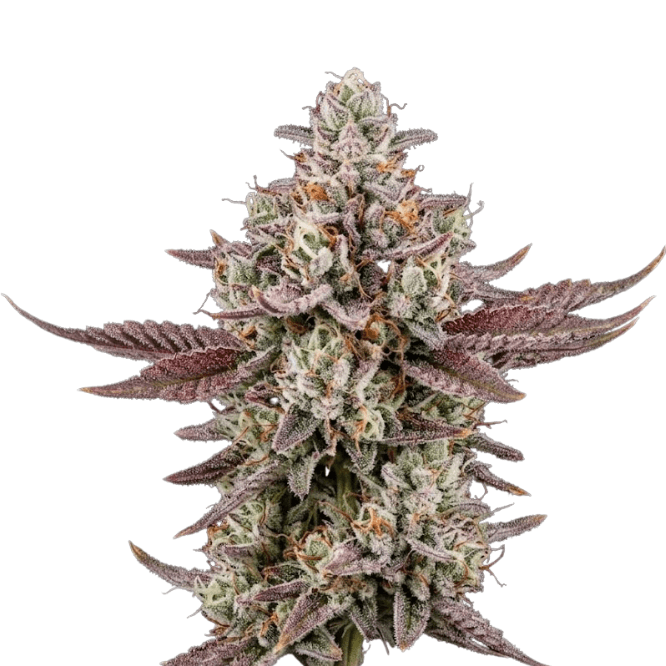Med. Cannabis