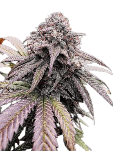Med. Cannabis