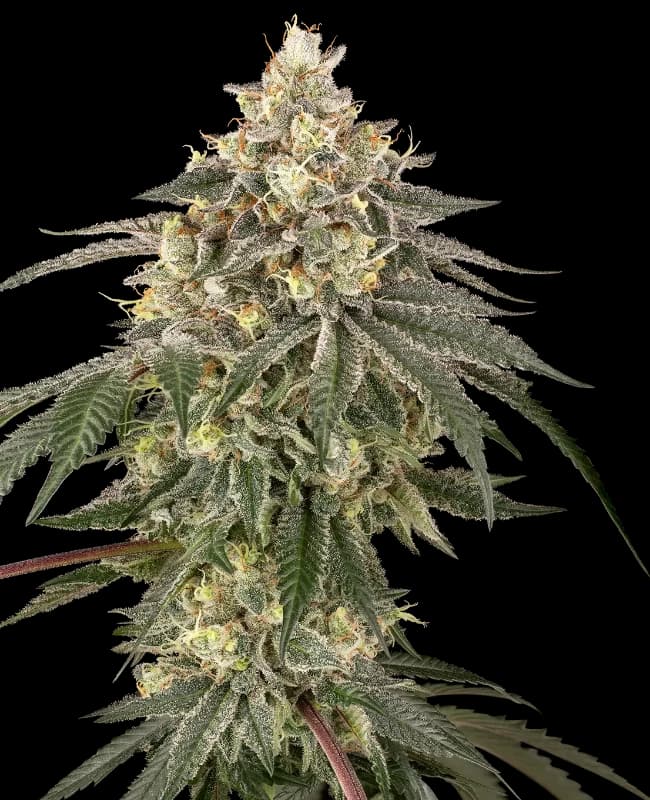 Cannabis der Sorte Cherry Gas