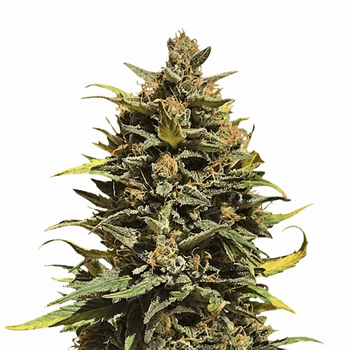 Med. Cannabis