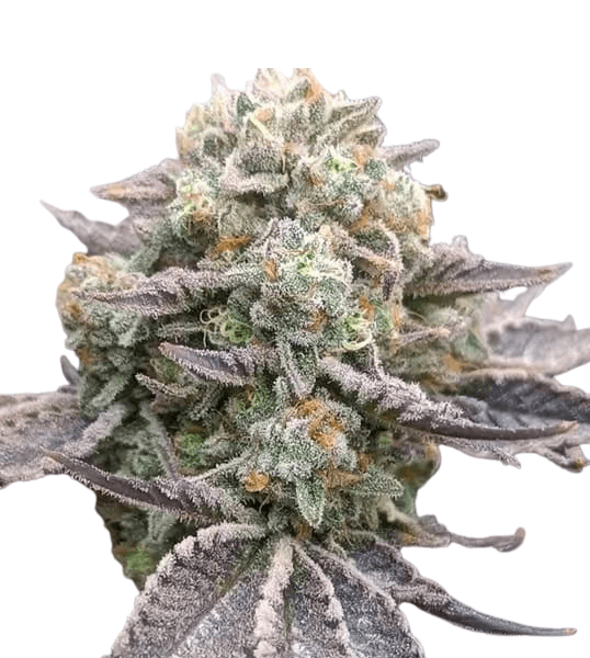 Cannabis der Sorte Cherry Mints