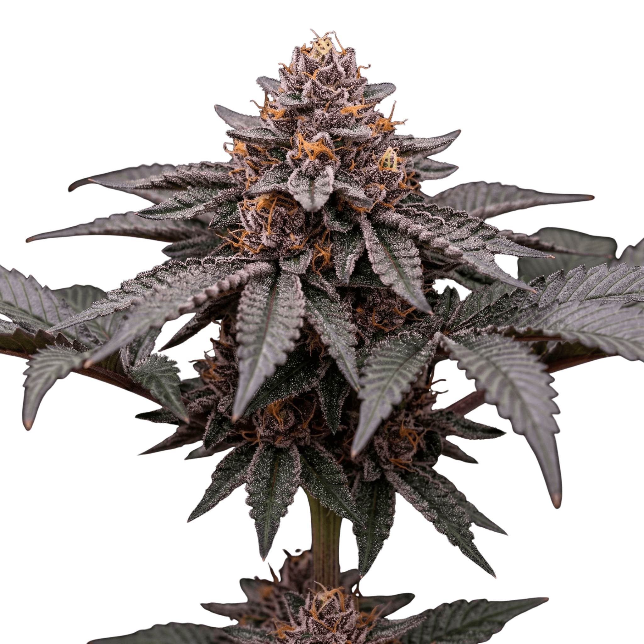 Med. Cannabis