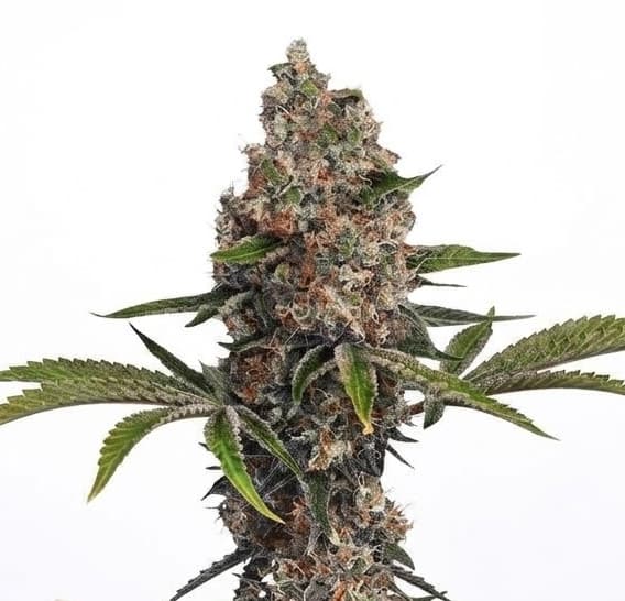 Med. Cannabis