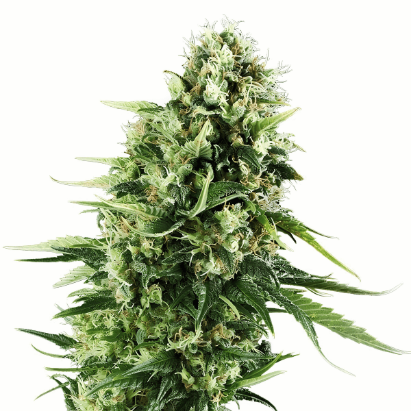 Cannabis der Sorte Choco Haze