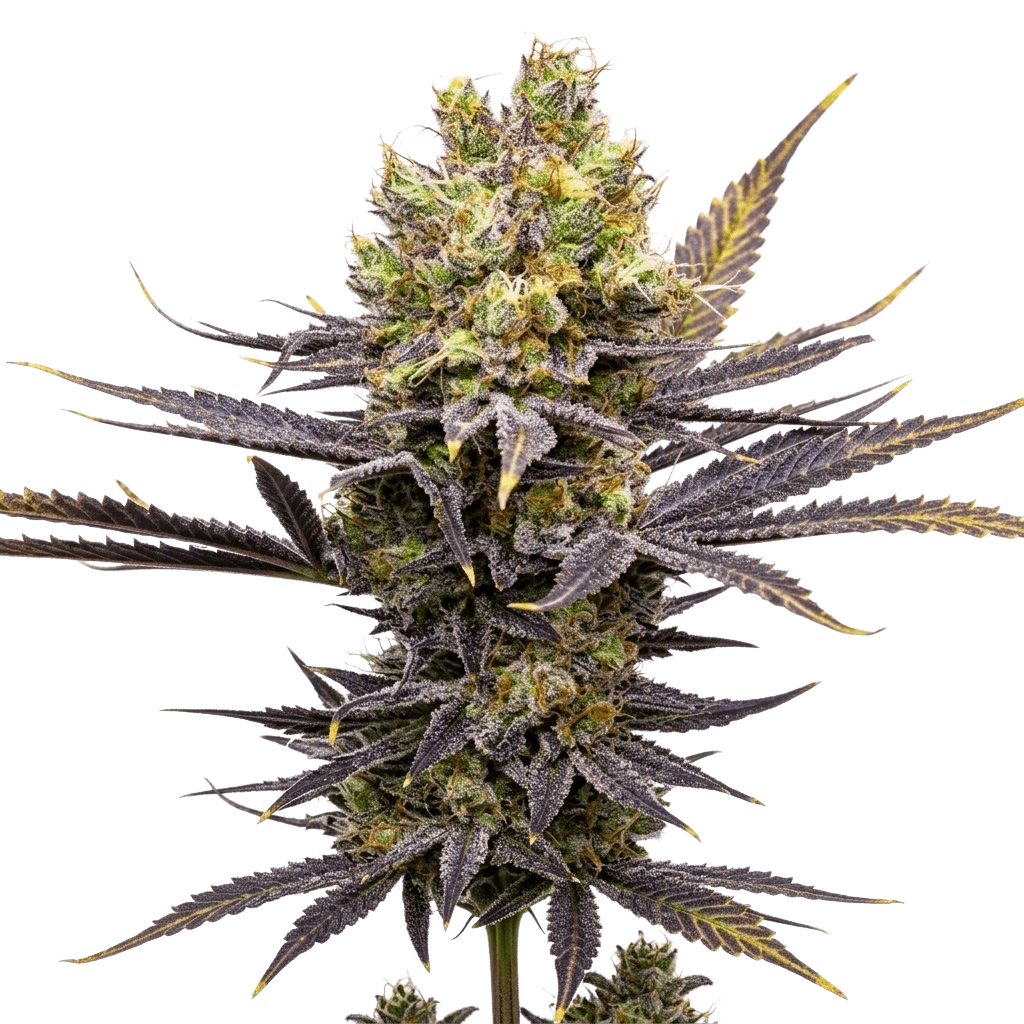 Med. Cannabis