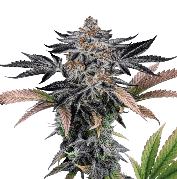 Med. Cannabis