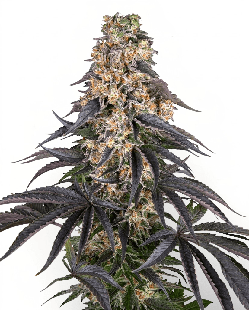 Cannabis der Sorte Citron Cookies