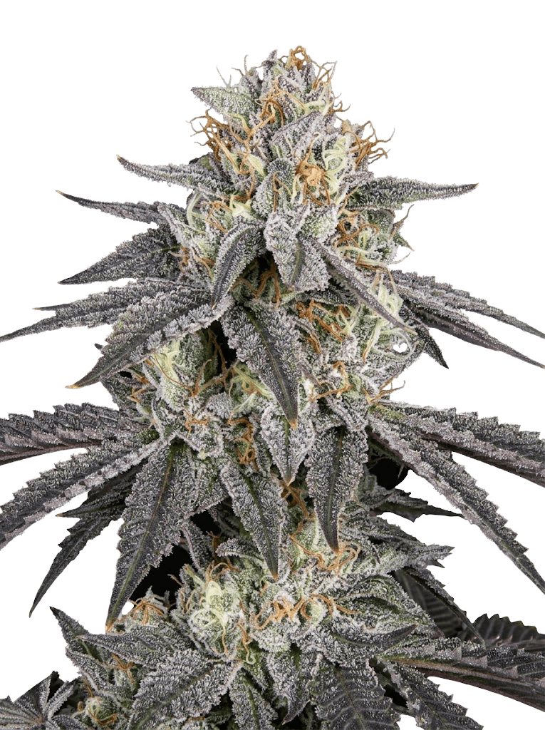 Med. Cannabis