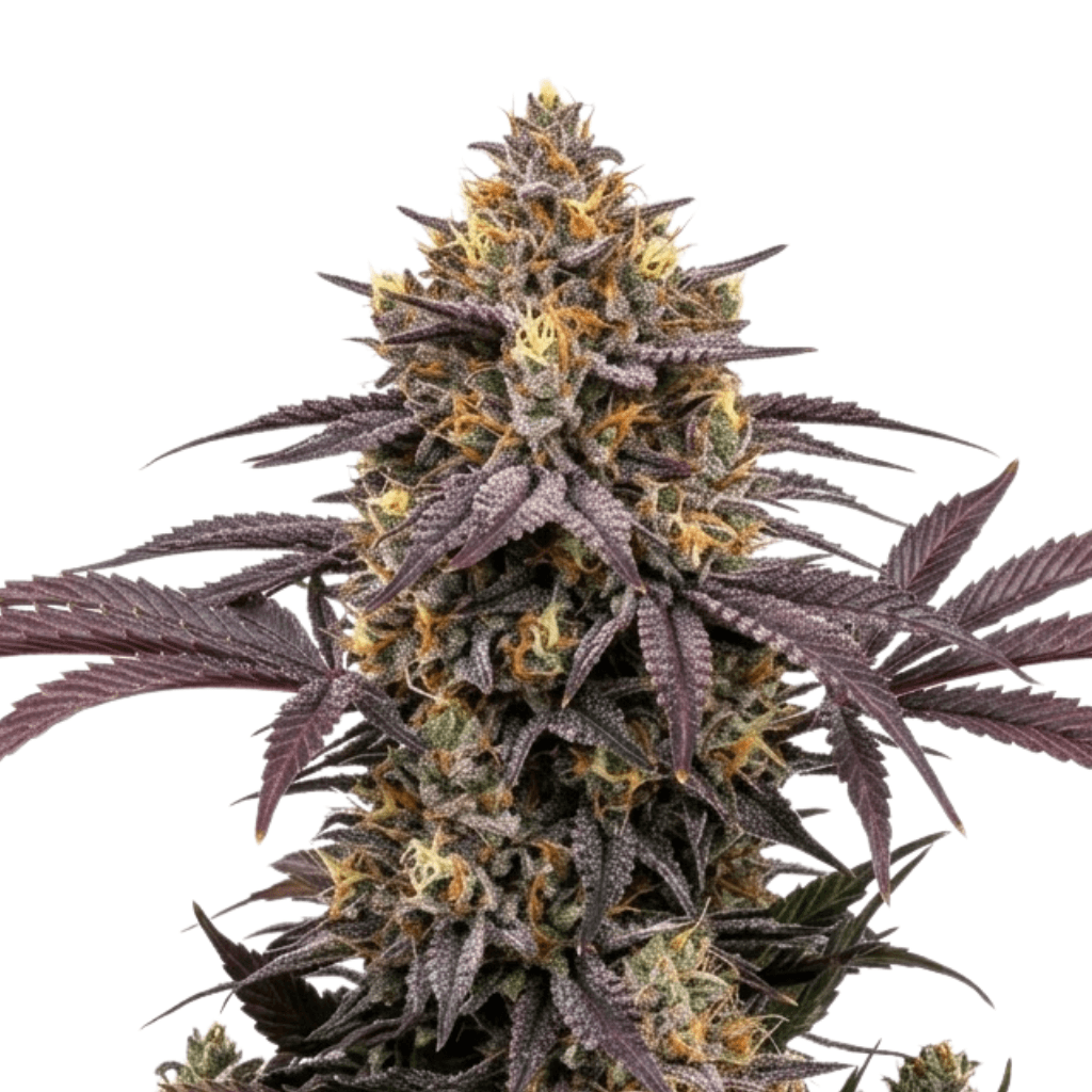 Med. Cannabis