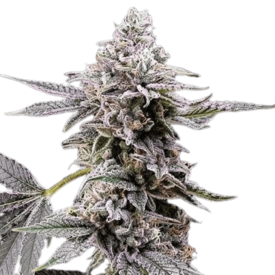 Cannabis der Sorte Clementine