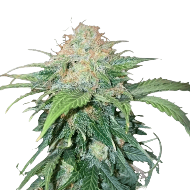 Med. Cannabis
