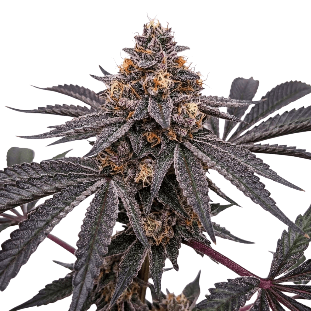 Cannabis der Sorte Cocoa Bomba