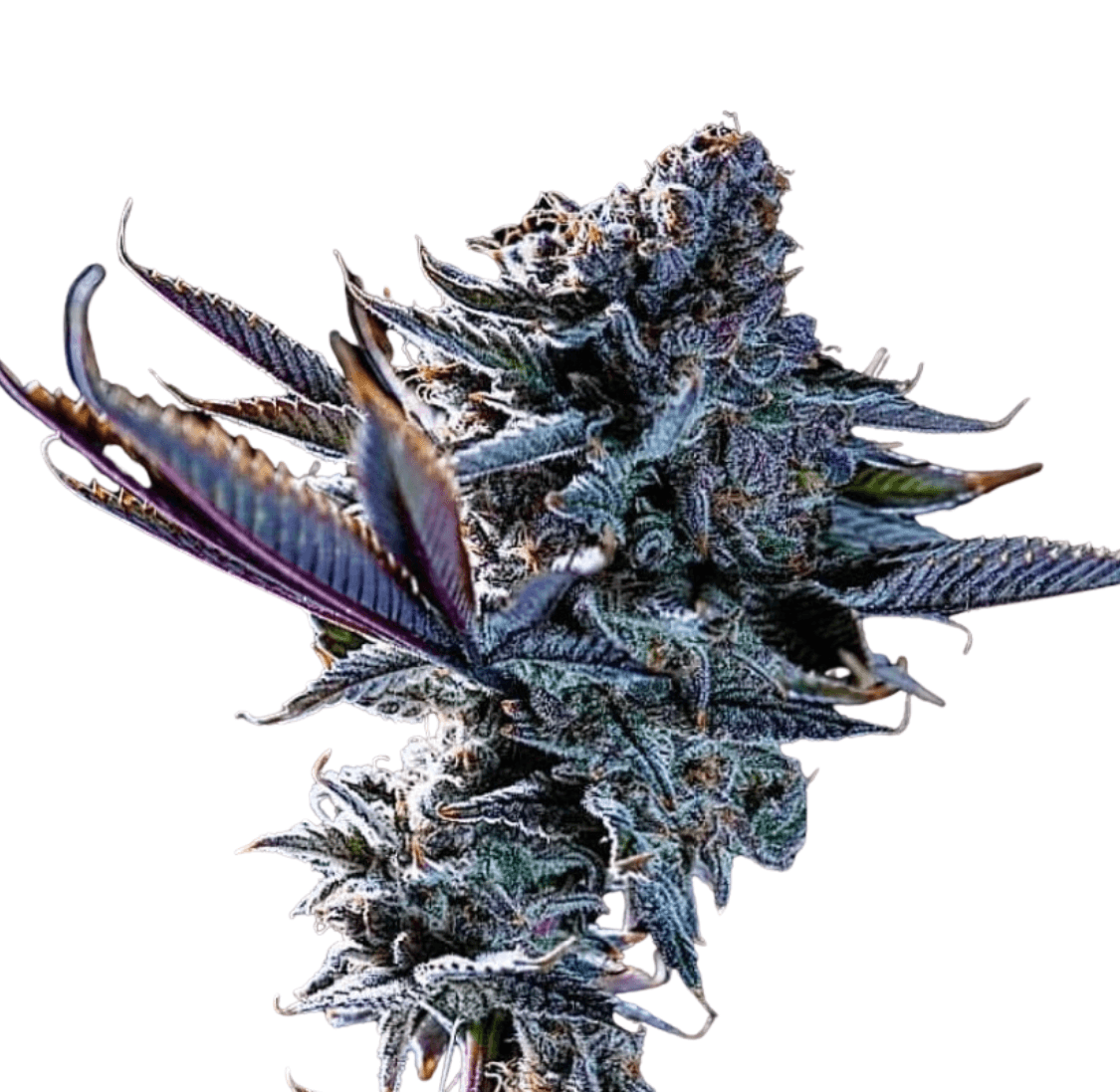 Cannabis der Sorte Devil Driver