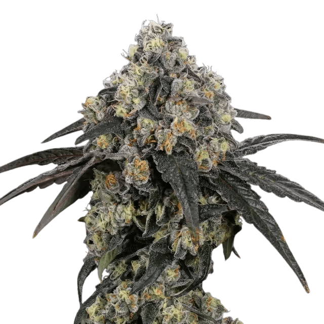 Med. Cannabis