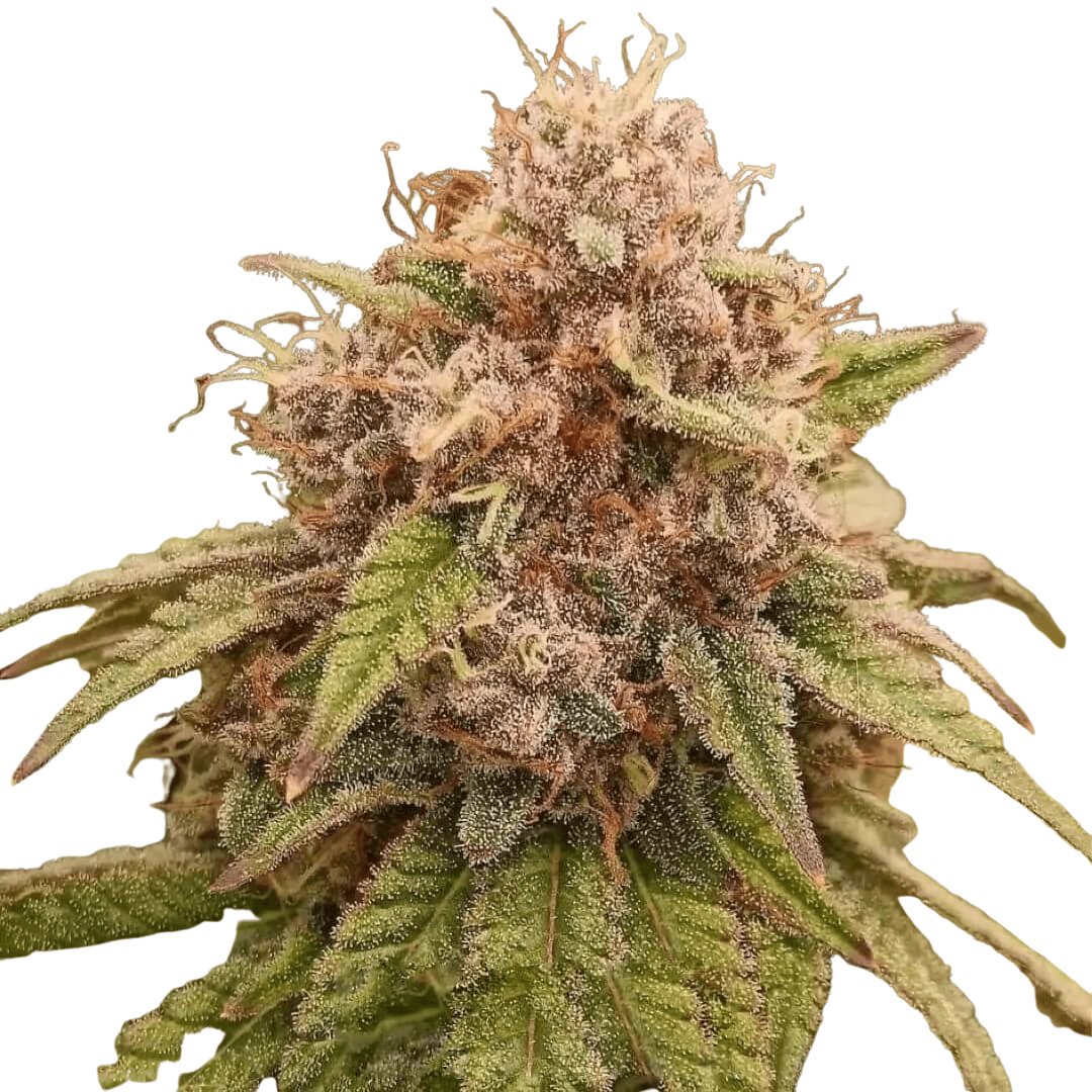 Cannabis der Sorte Forbidos