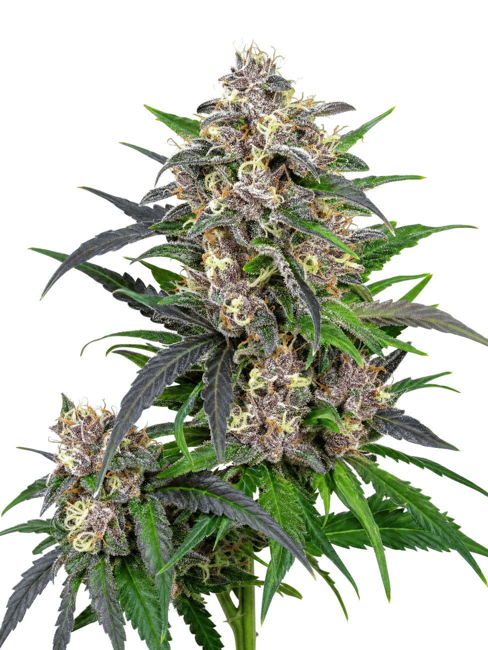 Med. Cannabis
