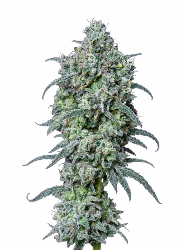 Cannabis der Sorte Gelatti Mints